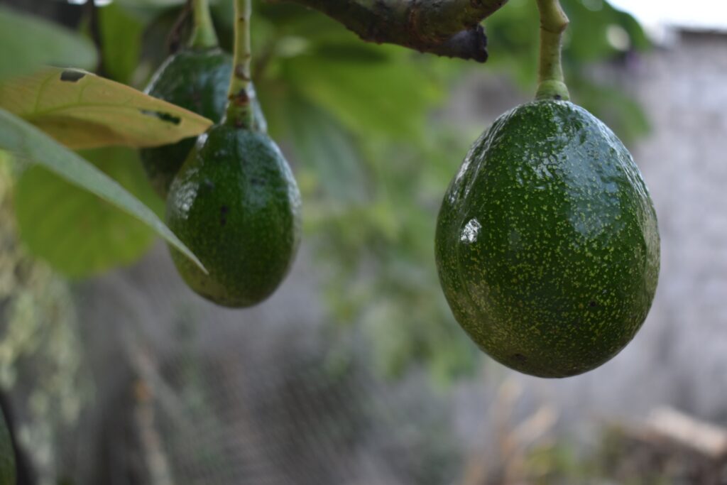 Avocado oil: A Heart-Healthy Choice for Lowering LDL Cholesterol Levels