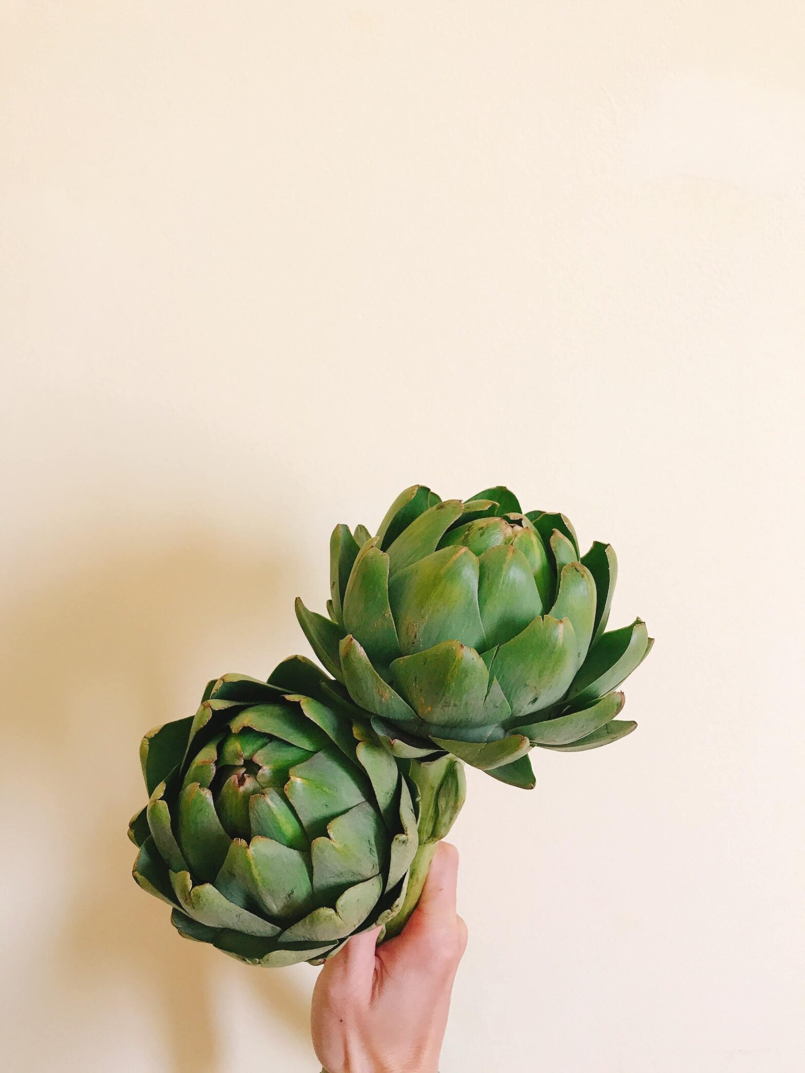 artichokes a fiber rich source of essential nutrients and antioxidants 3